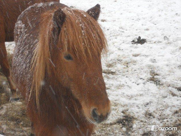 Islænder Fafnir fra Højbo - Ismulen! billede 4