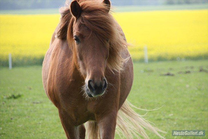 Islænder Fafnir fra Højbo - Faffe!<3 billede 5