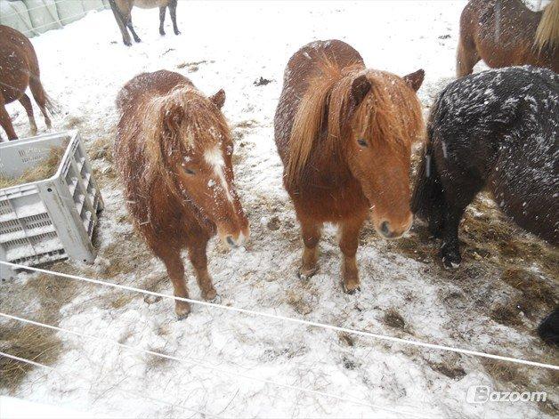 Islænder Fafnir fra Højbo - <3 billede 6