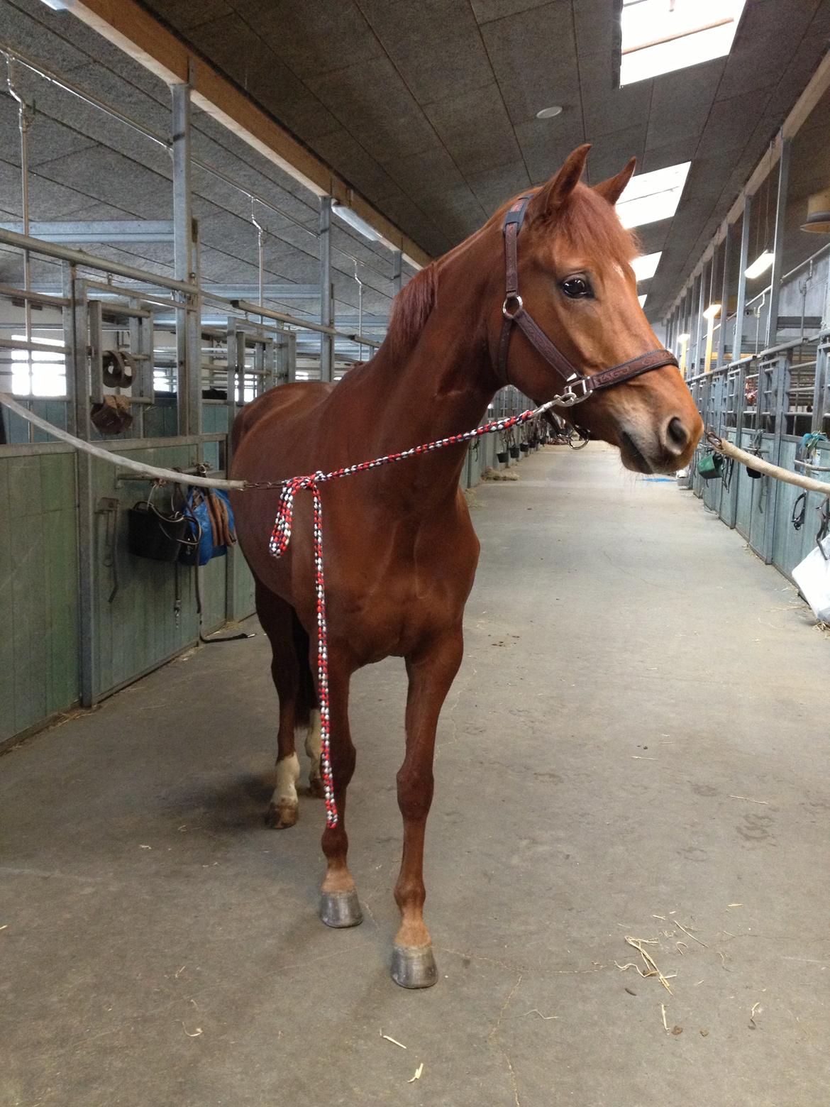Dansk Varmblod Golden Three - den 20/3-13 Fytte på staldgangen :-)  billede 10