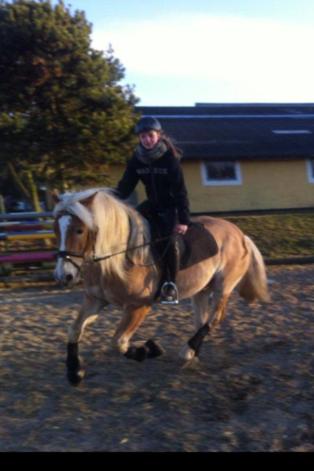 Tyroler Haflinger stuwart billede 22