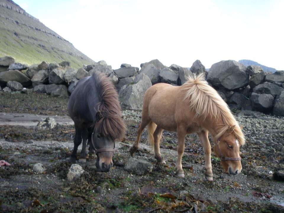Færøsk hest Lý *ifol* ((((: - Líggjas & Lý på date på stranden <3 | Aug. 2012 billede 17