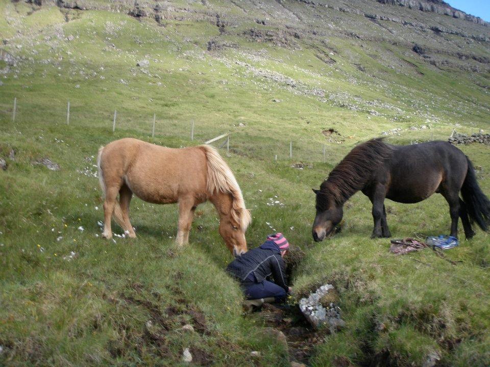 Færøsk hest Lý *ifol* ((((: - 2 stk. nyskerrige heste (; | Aug. 2012 billede 19