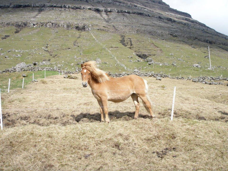 Færøsk hest Lý *ifol* ((((: - Juni 2012 billede 6