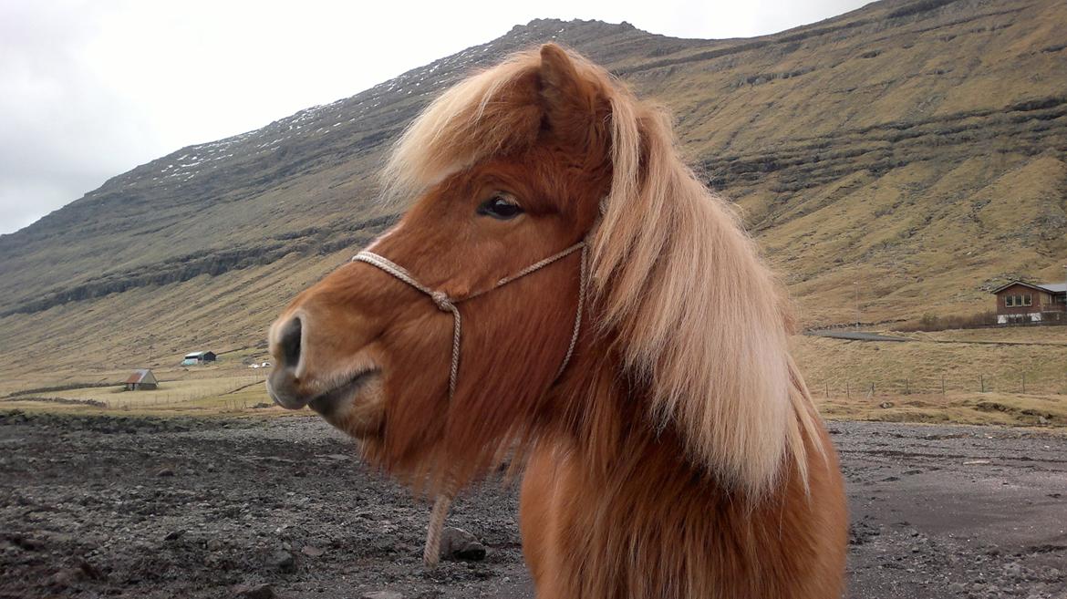 Færøsk hest Lý *ifol* ((((: - "Vriiinsk" | Feb. 2013 billede 11