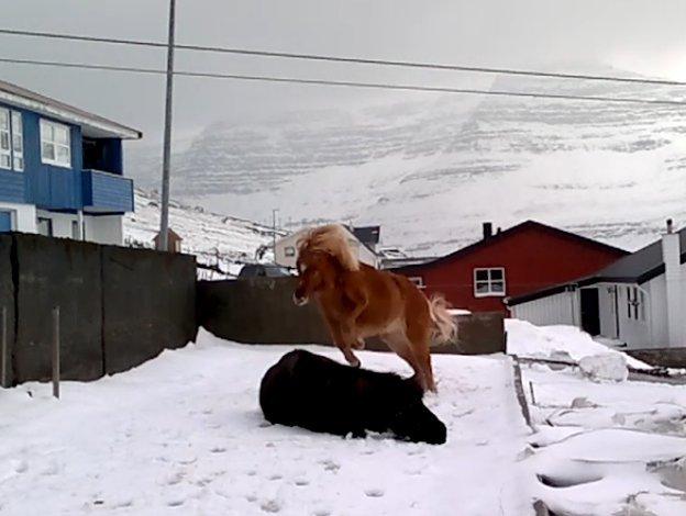 Færøsk hest Lý *ifol* ((((: - Lý i hopla (o; | Mars 2013 billede 7