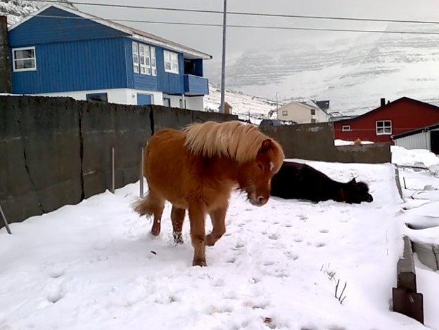 Færøsk hest Lý *ifol* ((((: - Mars 2013 billede 4