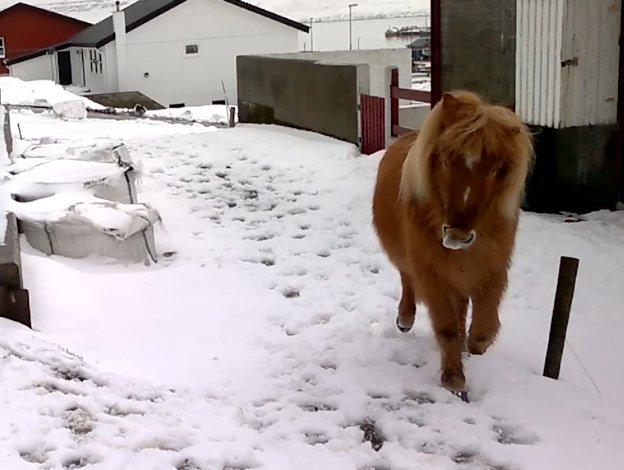 Færøsk hest Lý *ifol* ((((: - Mars 2013 billede 16