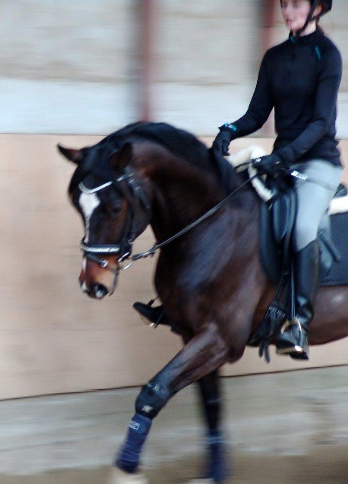 Dansk Varmblod Kronborgs Deco - HINGST - 13. marts 2013 billede 13