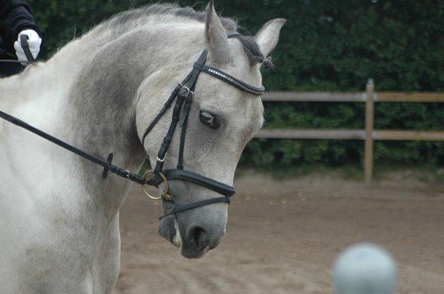 Pinto Araber Skarndalen's Cody billede 1