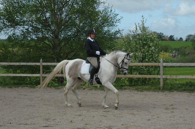 Pinto Araber Skarndalen's Cody billede 5