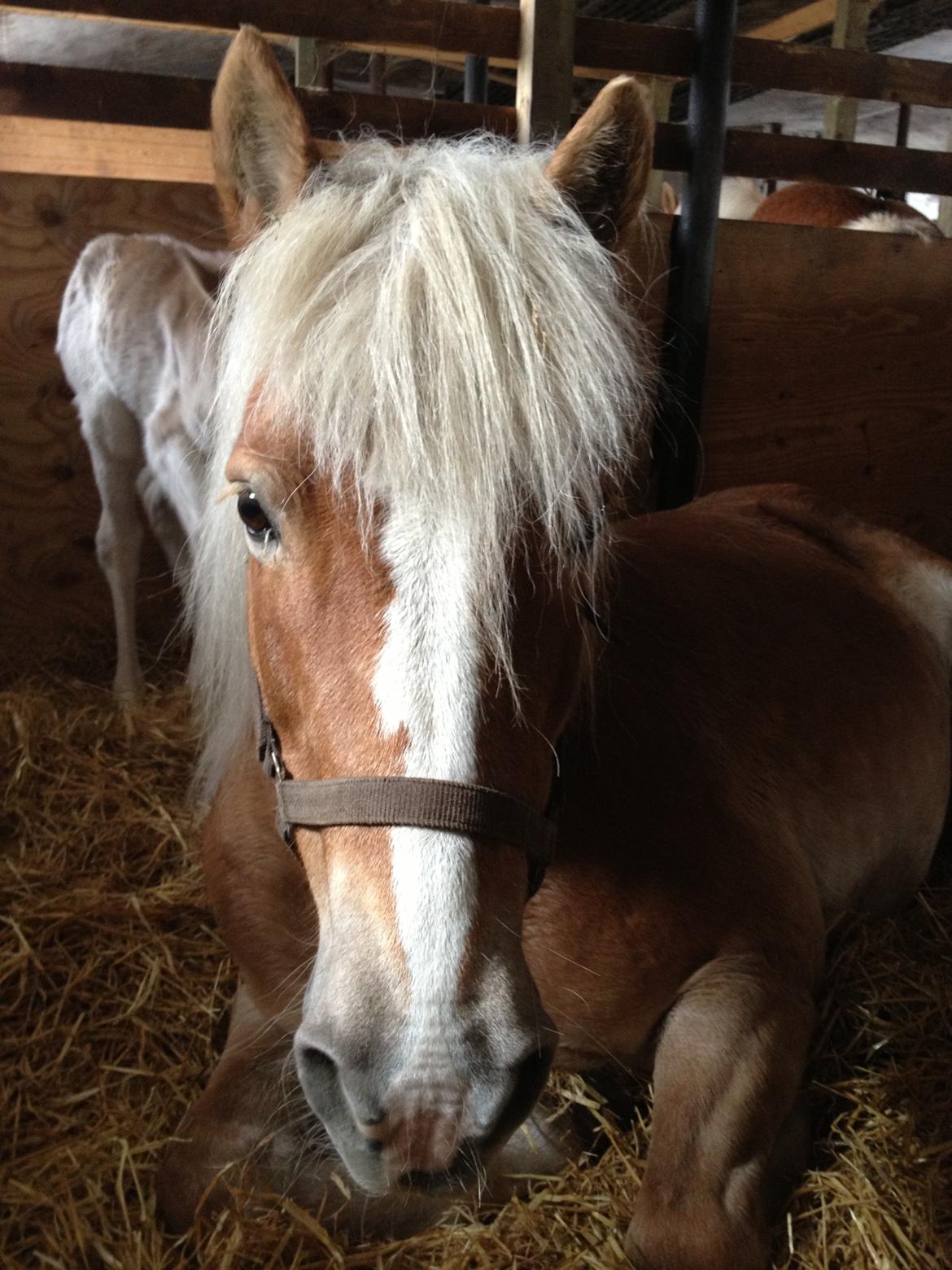 Haflinger Brombær solgt billede 12