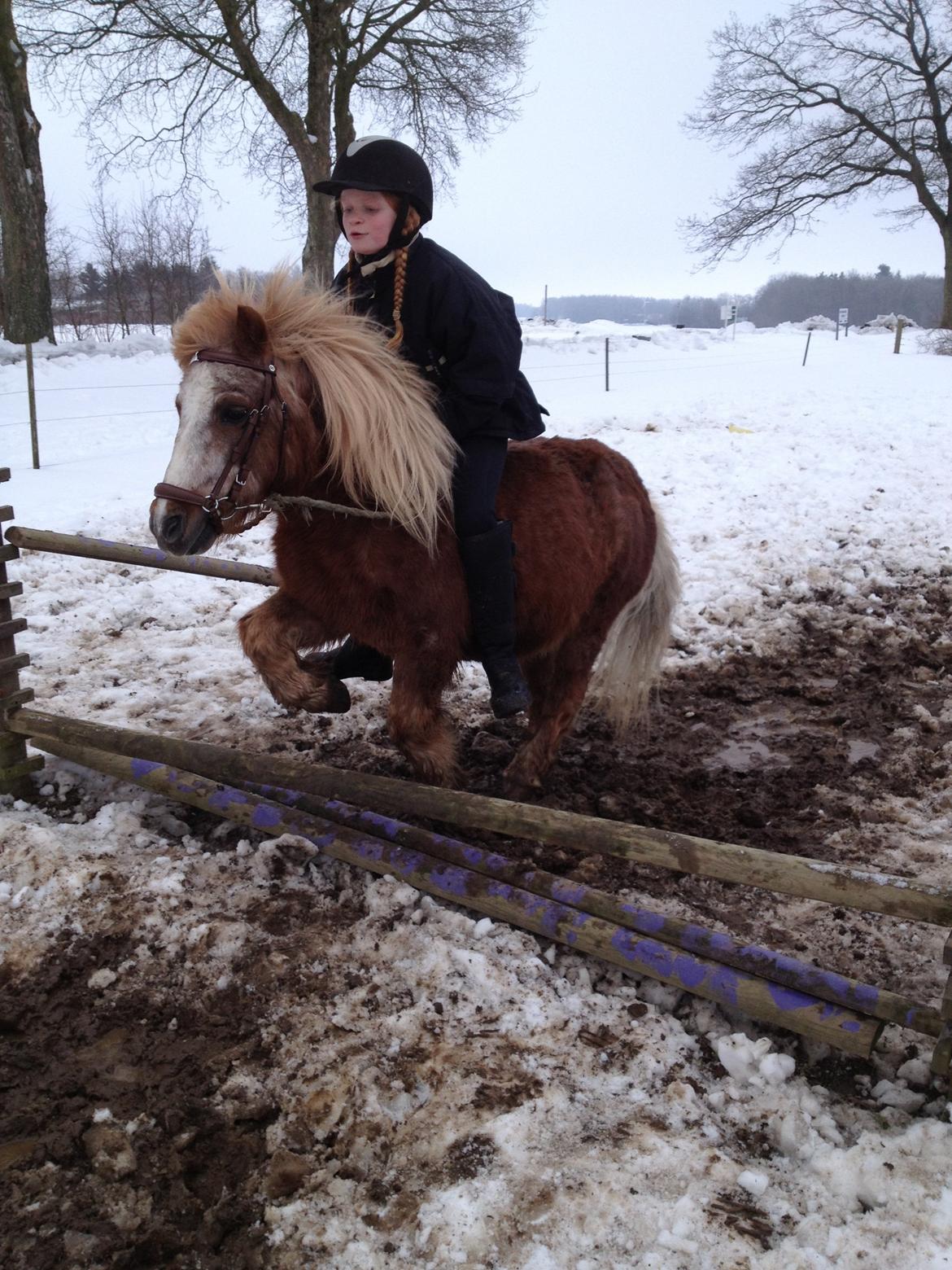 Anden særlig race Ringostar ( Rikke )<3 billede 16