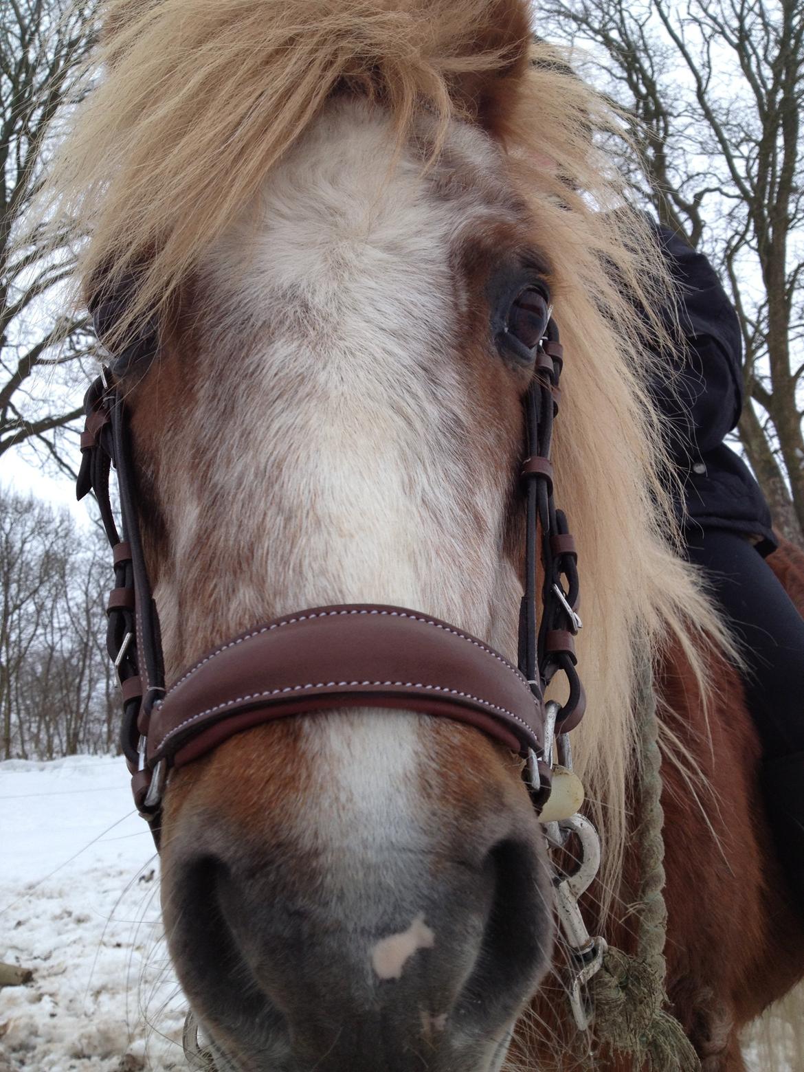 Anden særlig race Ringostar ( Rikke )<3 billede 17