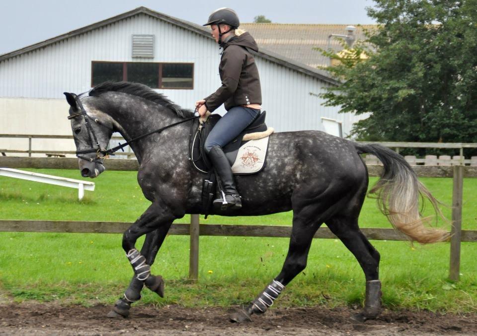 Dansk Varmblod Teglvangs Corriane Jong RDH *SOLGT* - Danish Horse College 2011/2012 billede 3