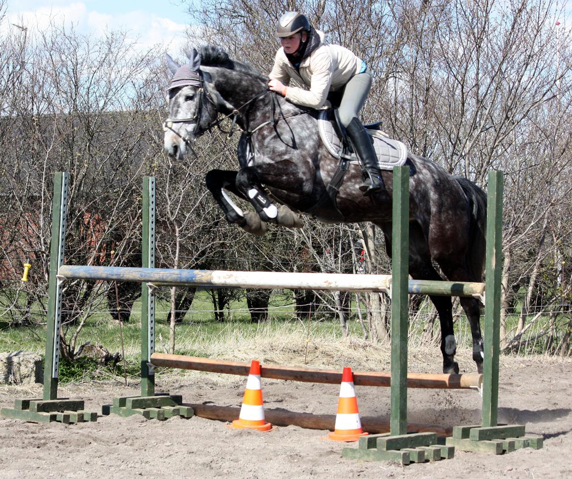 Dansk Varmblod Teglvangs Corriane Jong RDH *SOLGT* - Spring 2011 billede 6