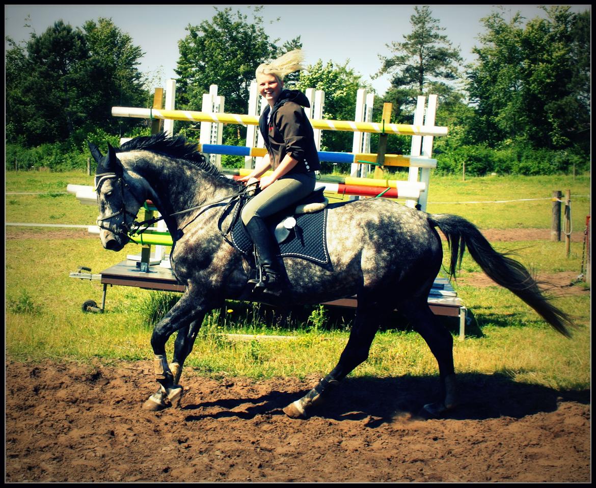 Dansk Varmblod Teglvangs Corriane Jong RDH *SOLGT* - Tykke hest - sommer 2012 billede 7