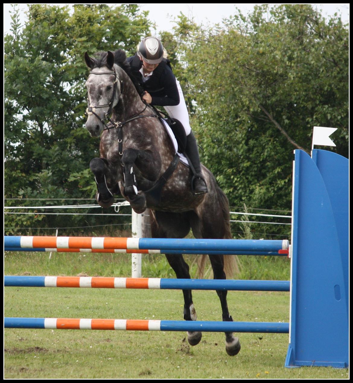 Dansk Varmblod Teglvangs Corriane Jong RDH *SOLGT* - Kongeå rideklub - sommer 2012 - C-stævne - LB billede 12