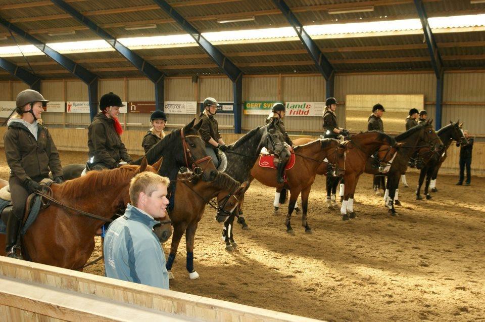 Dansk Varmblod Teglvangs Corriane Jong RDH *SOLGT* - Danish Horse College - fresh year 2011/2012 billede 16