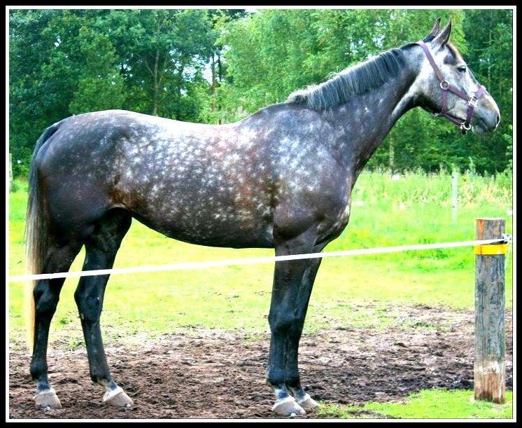 Dansk Varmblod Teglvangs Corriane Jong RDH *SOLGT* - Sommer 2012 billede 9