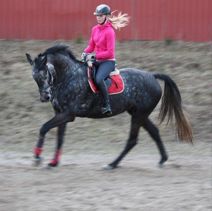 Dansk Varmblod Teglvangs Corriane Jong RDH *SOLGT* - Vestbirk musik- og sportseftersole 2010/2011 (2011) billede 19