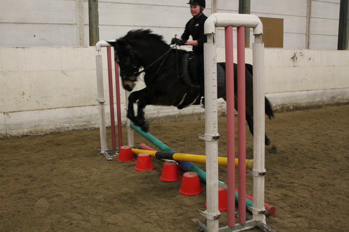 New Forest Dalgaardens Figaro - hehe han er så sjov at sprige på:-) billede 10