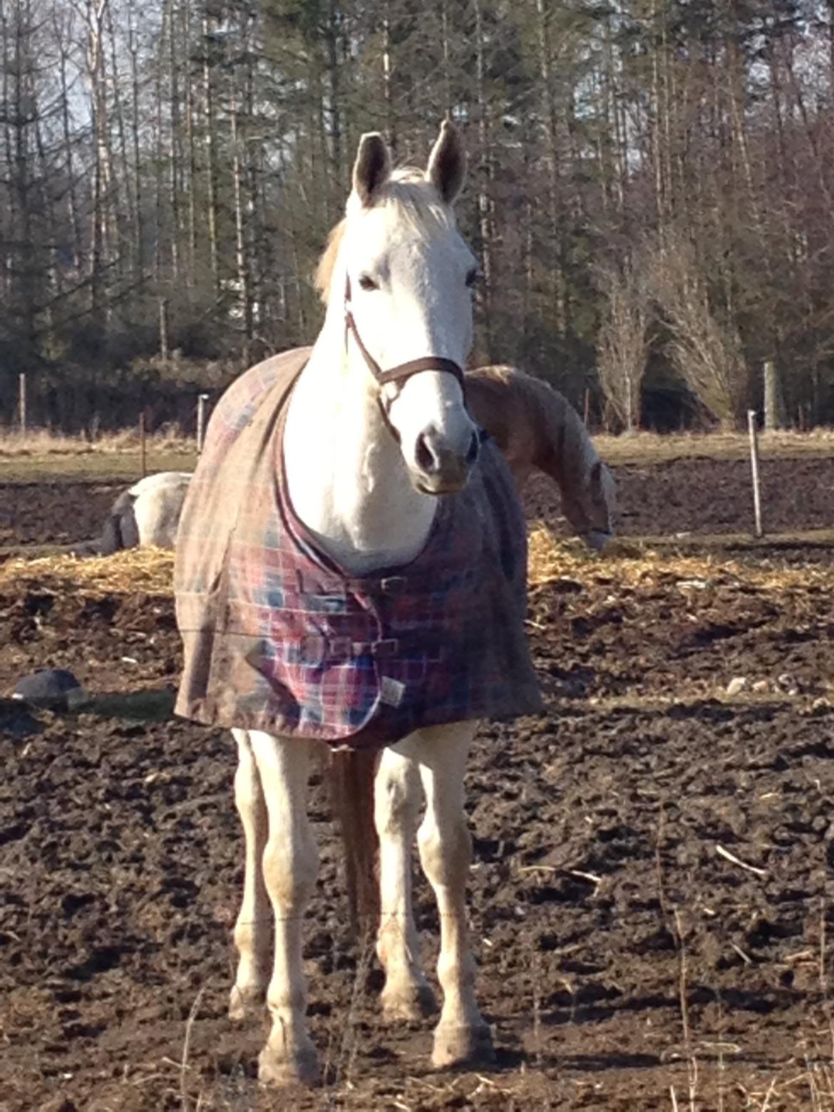 Lipizzaner Dalsø´s kiri billede 18
