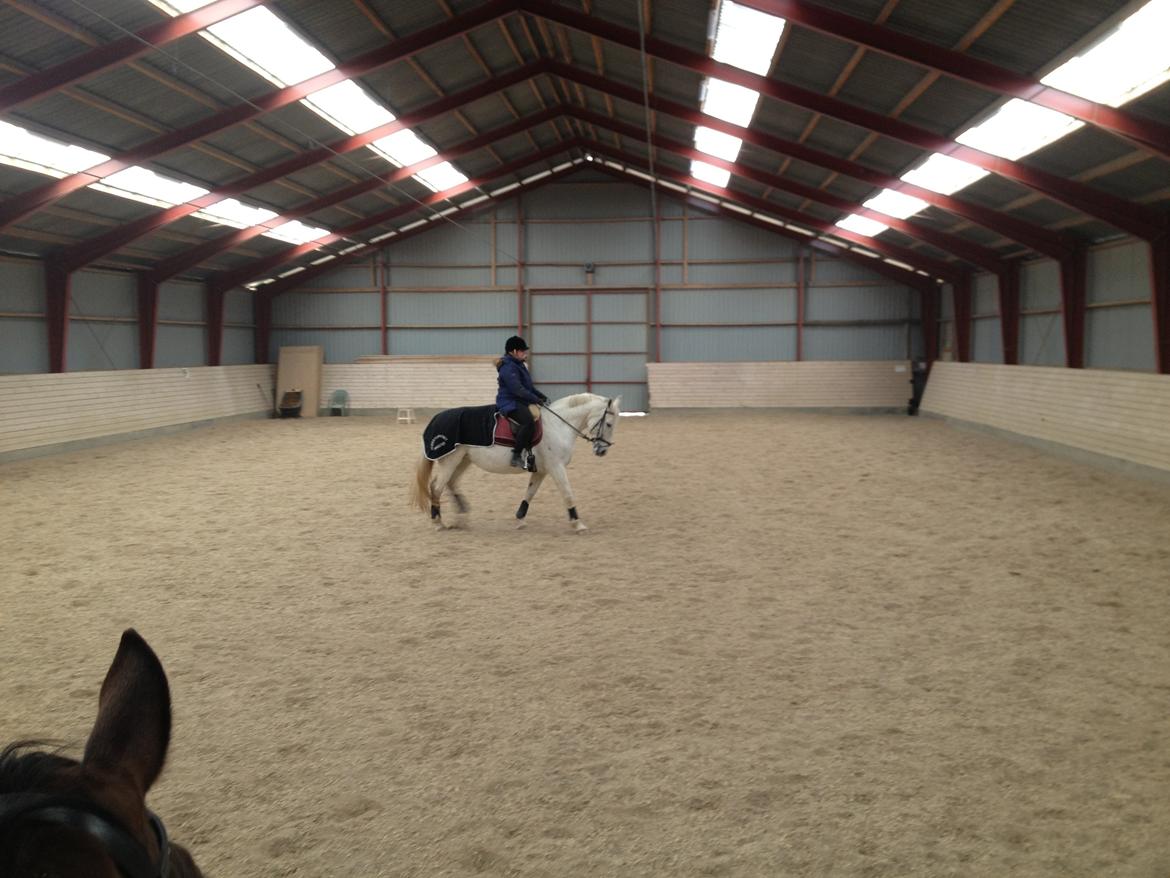 Lipizzaner Dalsø´s kiri billede 20