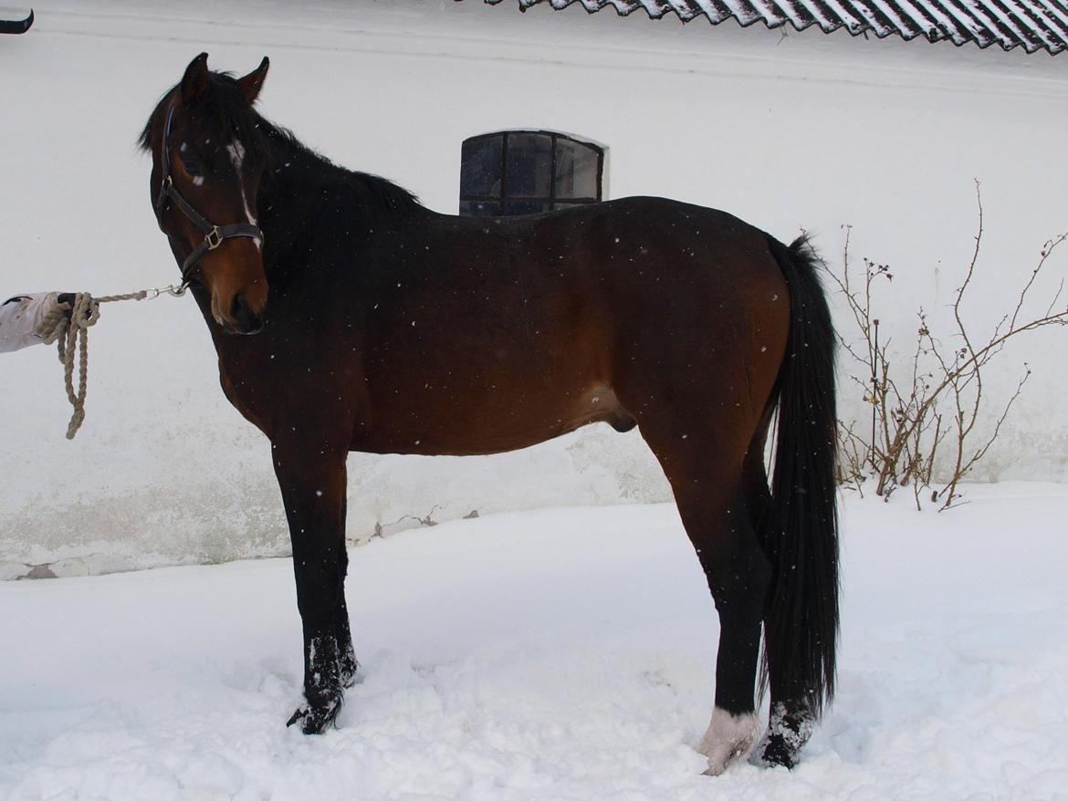 Dansk Varmblod Daytona Knudsgaard billede 6