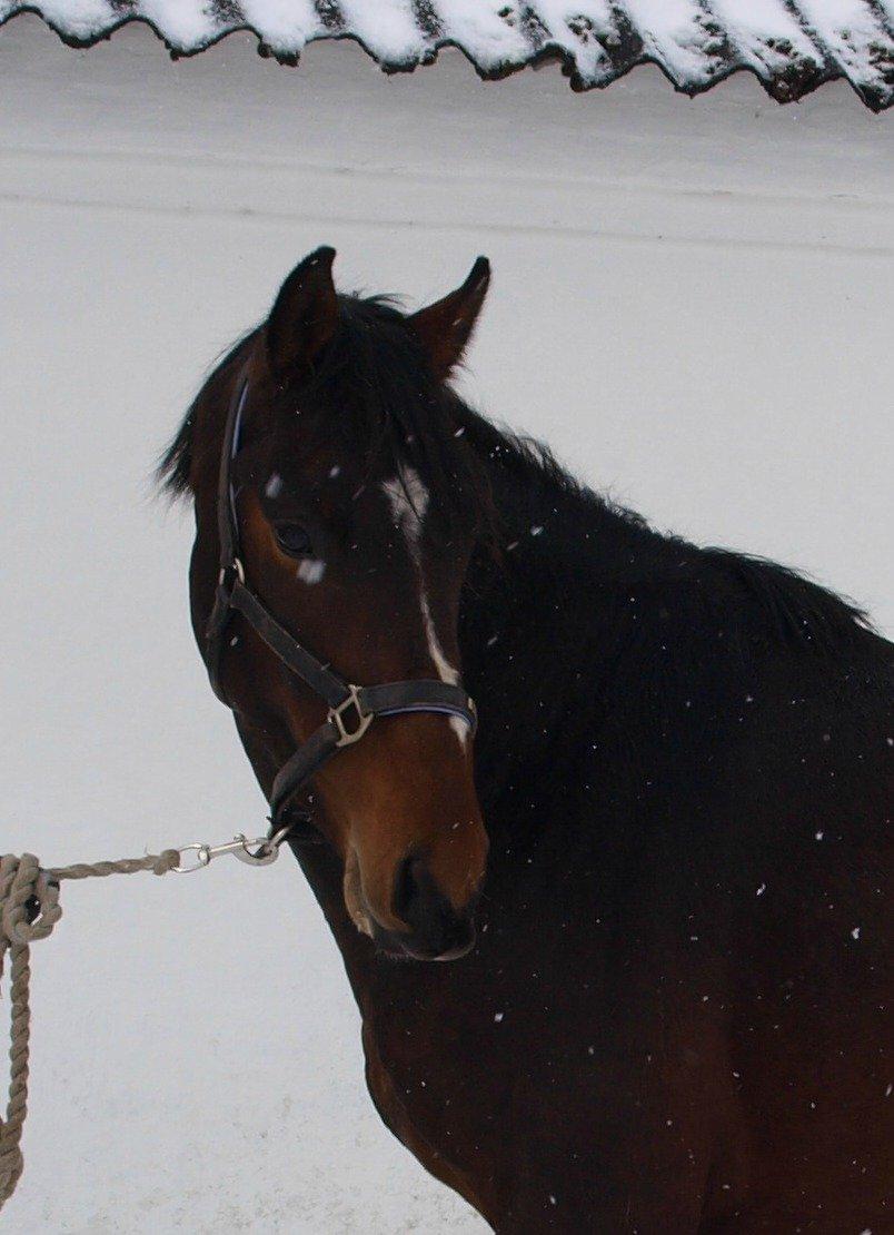 Dansk Varmblod Daytona Knudsgaard billede 7