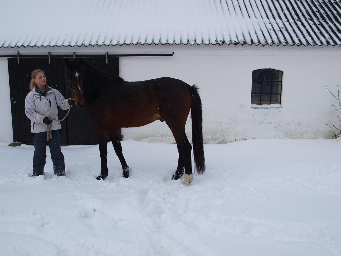 Dansk Varmblod Daytona Knudsgaard billede 8