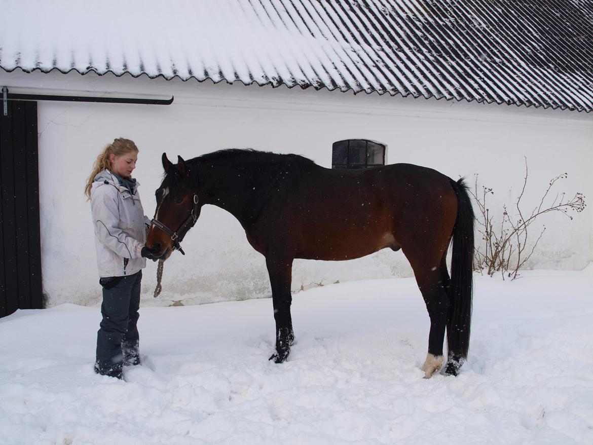 Dansk Varmblod Daytona Knudsgaard billede 9