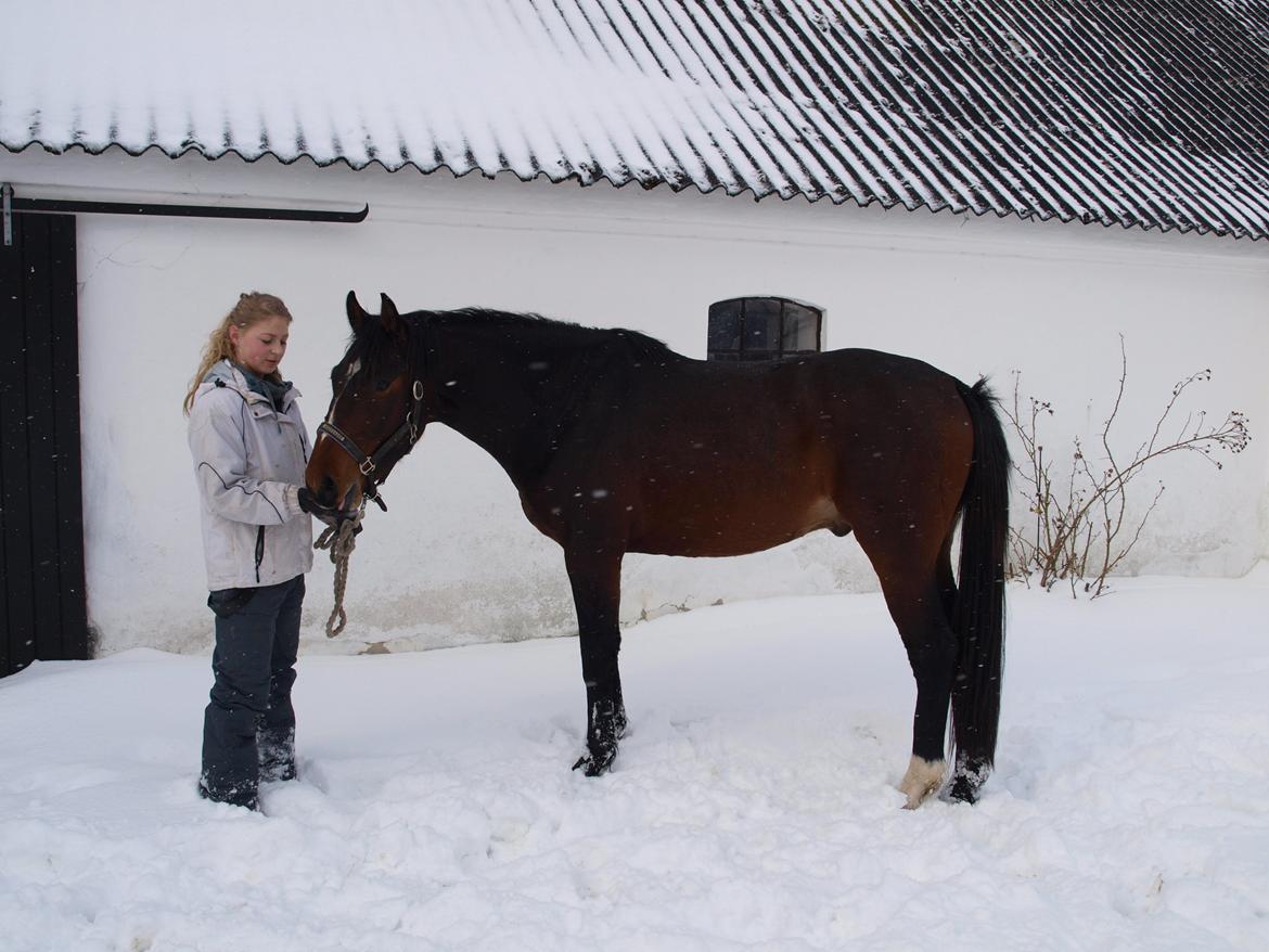 Dansk Varmblod Daytona Knudsgaard billede 10