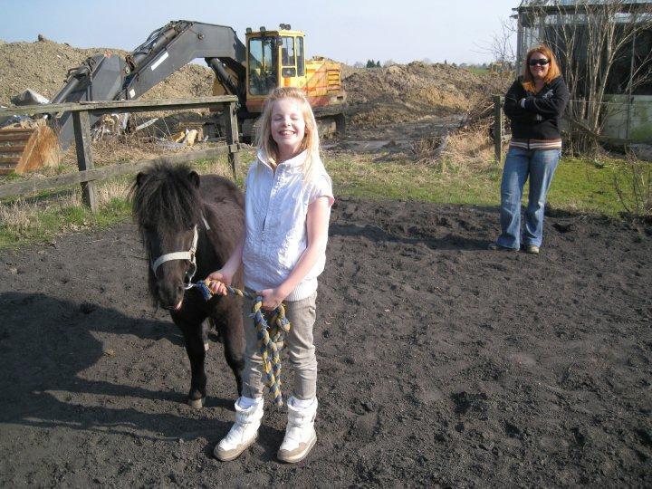 Shetlænder Harley - Første gang jeg havde ham i mine hænder billede 4