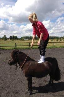 Shetlænder Harley - <3 billede 5