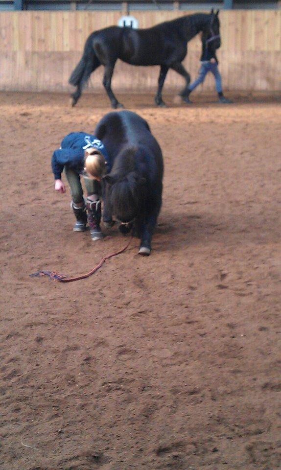 Shetlænder Harley - Undervisning af marianne floormann billede 7