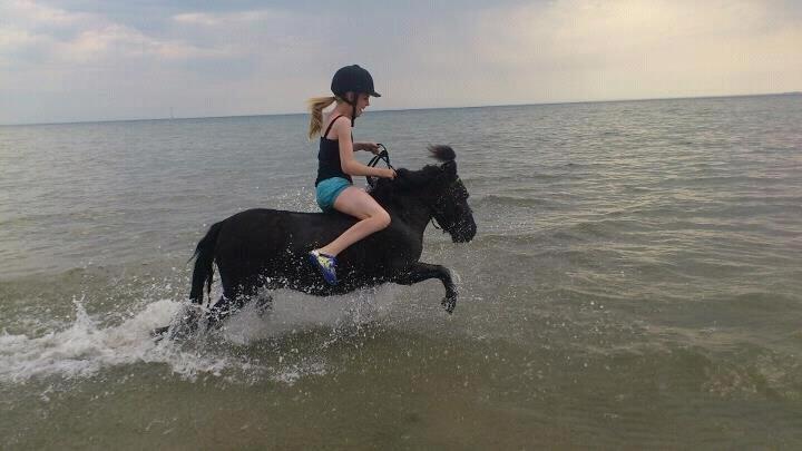 Shetlænder Harley - En tur på stranden 2013 billede 9