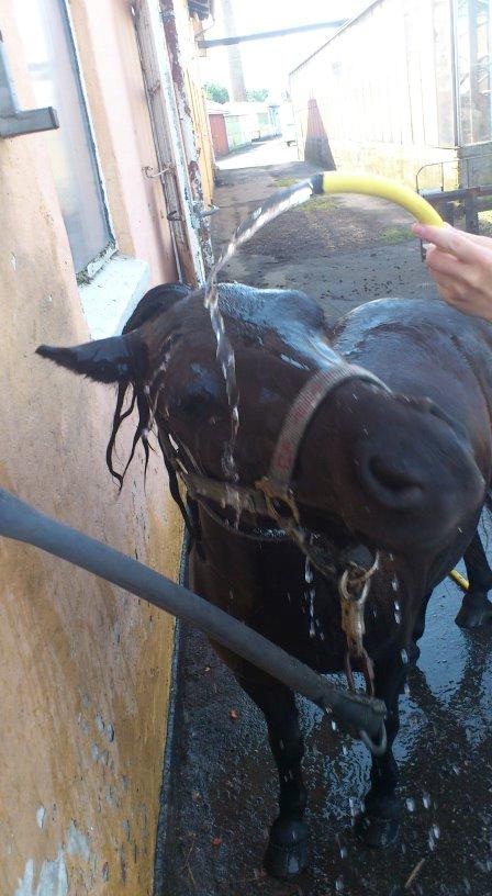 Shetlænder Harley billede 10