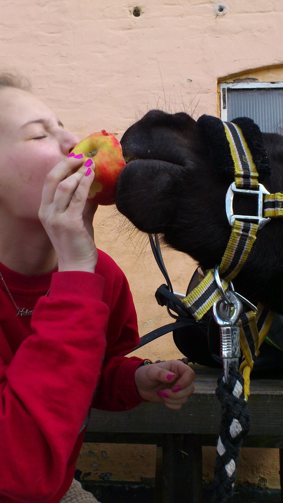 Shetlænder Harley billede 12