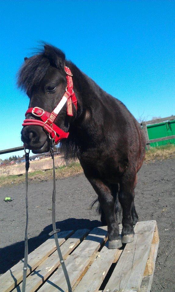 Shetlænder Harley billede 13