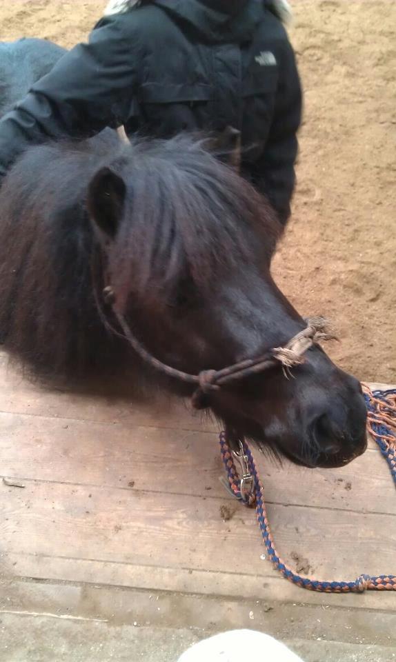 Shetlænder Harley billede 14