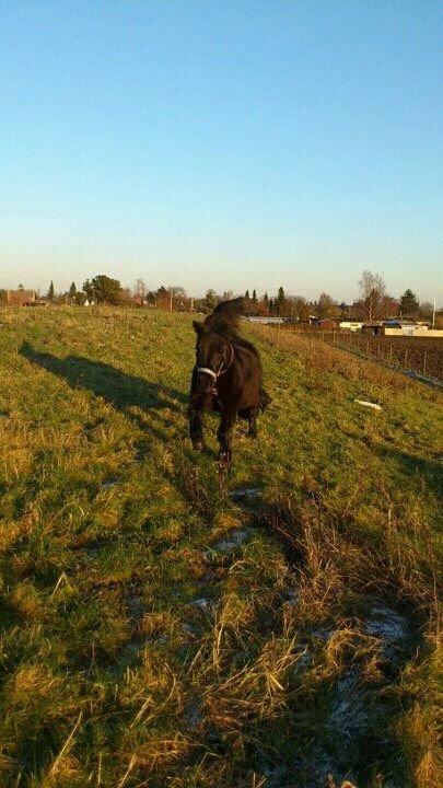 Shetlænder Harley - på fold billede 15