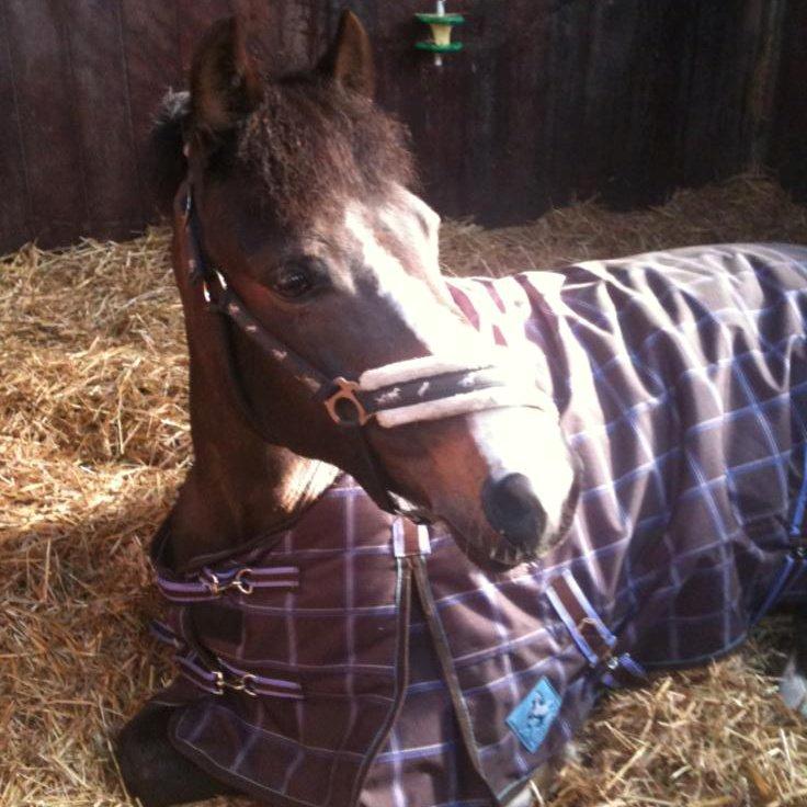 New Forest Chamsiin - ligger du godt? <3 billede 2