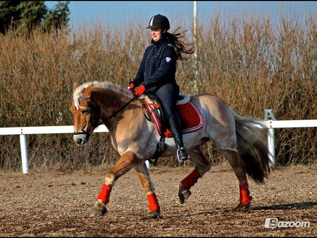 Tyroler Haflinger Bounty Brohus *Tosse* - **NYT**
fotograf: Simone Paabøl billede 1