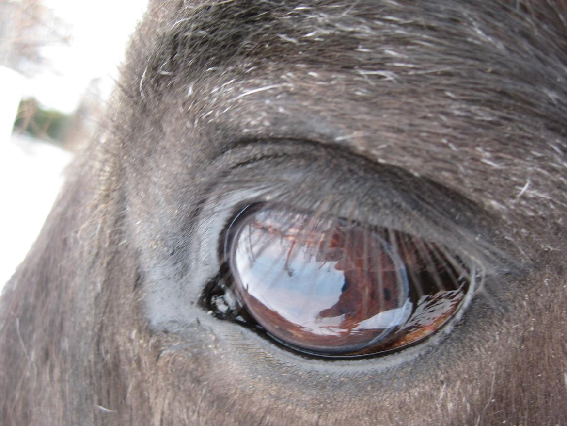 Islænder Halla fra Hejelte - Those people who said diamonds is a girls best friend ,never owned a horse | Forår 2013 billede 6