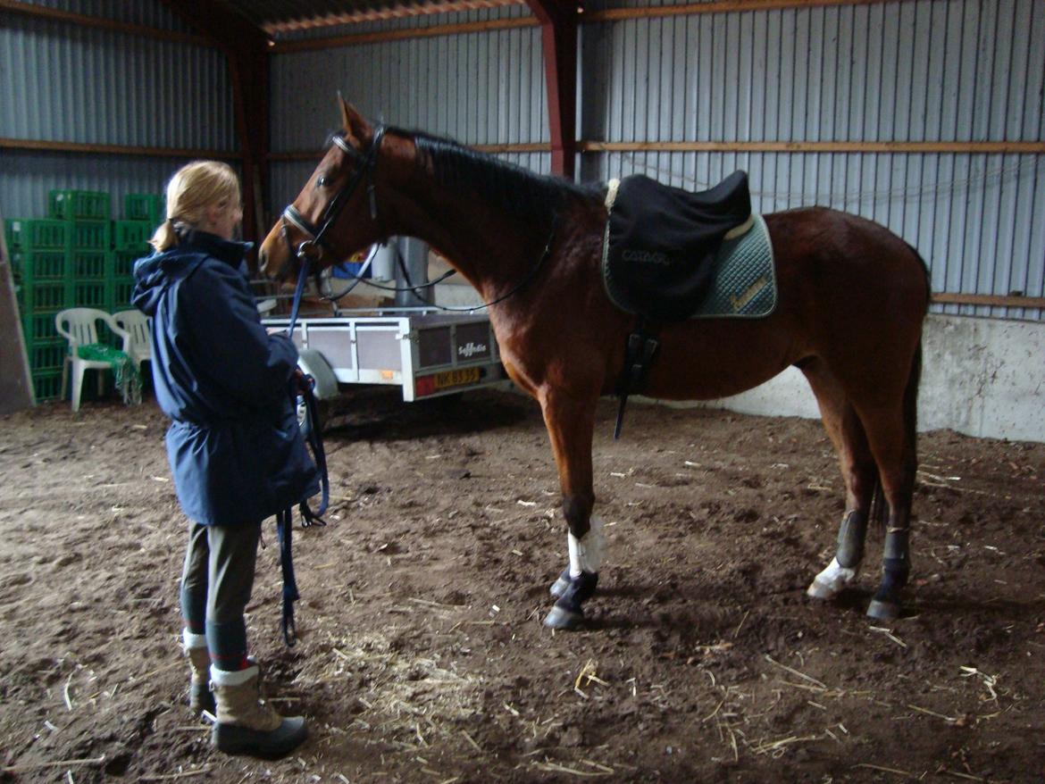 Dansk Varmblod Check Point - Skal jeg stå til skue her? billede 2