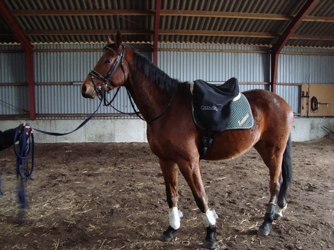 Dansk Varmblod Check Point - Hva skal jeg? billede 3