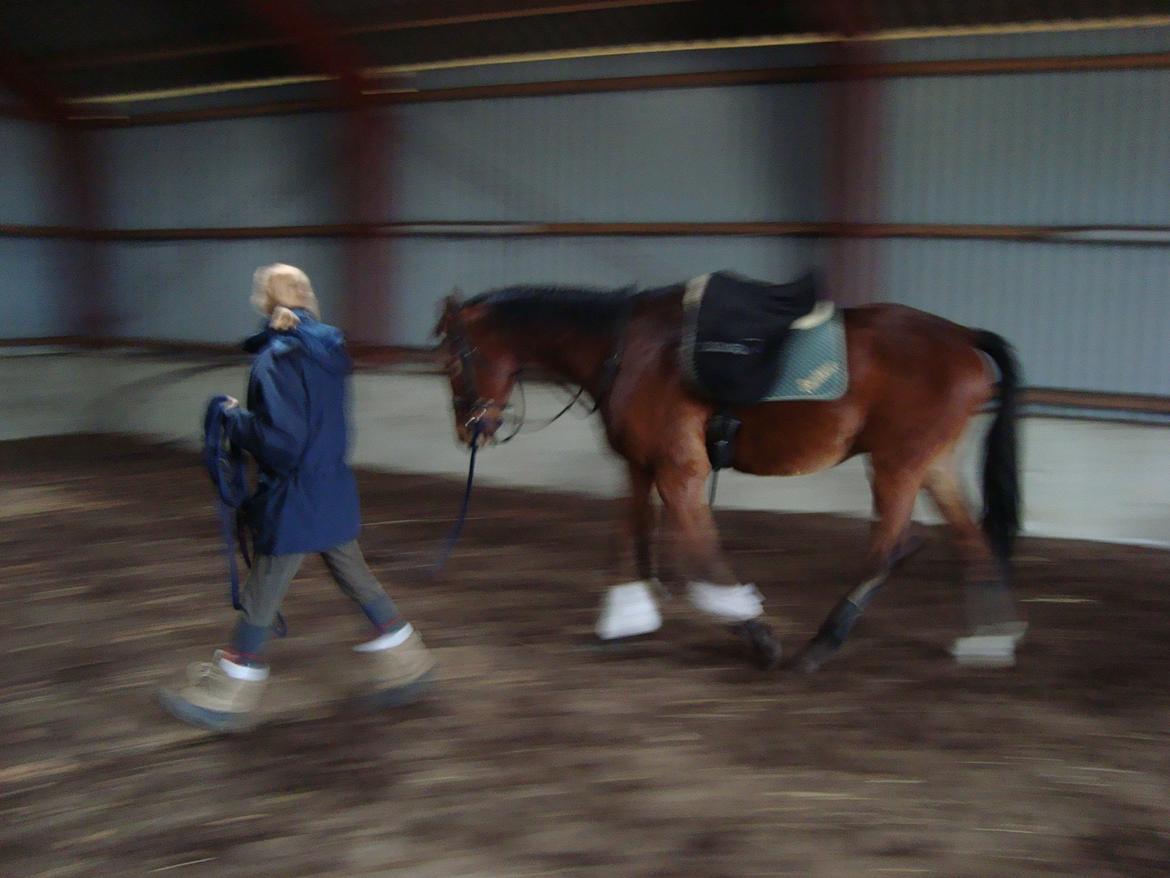 Dansk Varmblod Check Point - Jeg må heller følge med hende. Måske hun har en guffer i lommen. billede 5