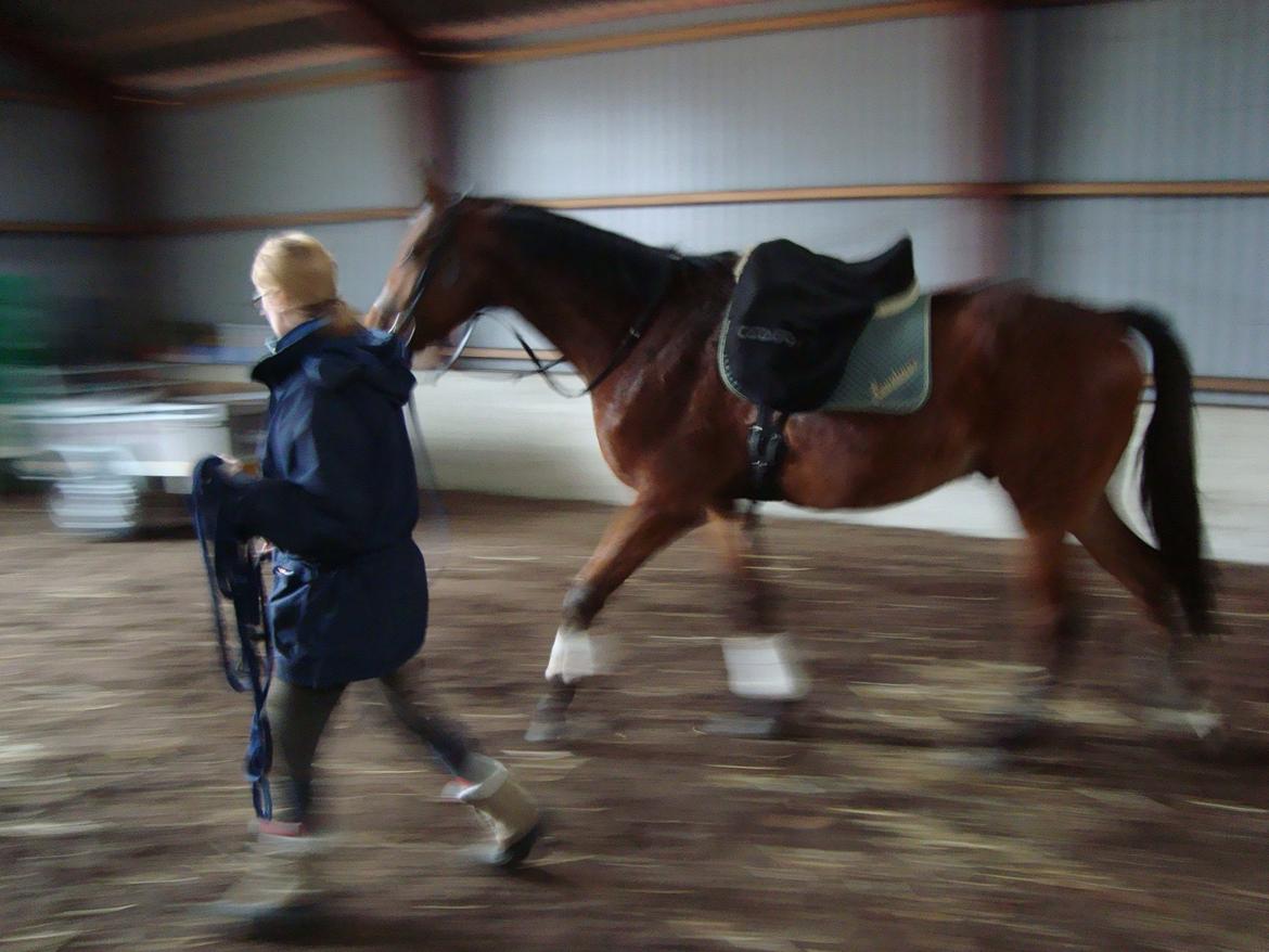 Dansk Varmblod Check Point - Er vi snart færdig? billede 6