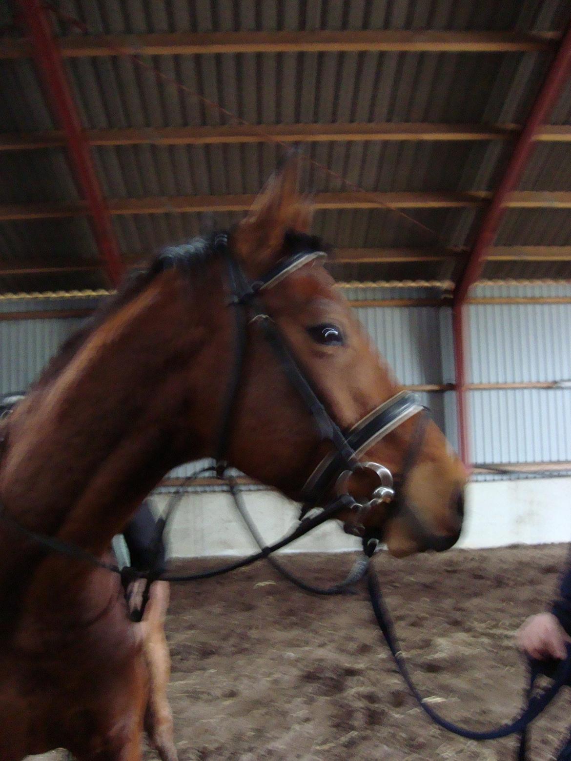 Dansk Varmblod Check Point - Hvem kommer der? billede 4